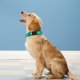 thumbnail image 2 of Collar reflectante PWOD para perro, color verde azulado, acolchado de neopreno, ajustable, talla M, 2 of 6