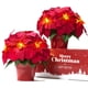 thumbnail image 1 of Poinsettias Artificiales HOMESEASONS Paquete de 2 con Luces LED de 10", 1 of 7