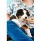 thumbnail image 2 of Masticable Nylabone Gourmet Style Stick para cachorros de pollo, 2 of 8