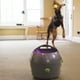 thumbnail image 3 of Lanzapelotas Para Perros PetSafe, 3 of 3