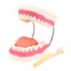 thumbnail image 1 of Modelo de cuidado dental: modelo de boca RONTEN agrandado 6x, 1 of 7