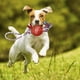 thumbnail image 2 of Set 4 Juguetes De Cuerda Con Pelota Perros Mascotas Lau, 2 of 3