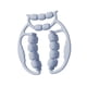 thumbnail image 5 of Rodillo Masajeador De Piernas De 21 Ruedas Para Entrenamiento Muscular, Muslos Y Pantorrillas, Gimnasio, Azul, 5 of 5