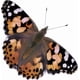 thumbnail image 5 of Repuesto de orugas vivas Insect Lore para mariposas Painted Lady, 5 of 8
