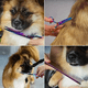 thumbnail image 5 of Juego De Tijeras Belug  Para Aseo De Perros Mascotas Trnasol, 5 of 5