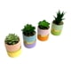 thumbnail image 1 of Planta Artificial Suculenta 13 cm Producto Surtido, 1 of 4