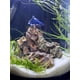thumbnail image 2 of Sustrato Aqua Natural Sugar White Sand, 9 kg, para paisajismo acuático, 2 of 3