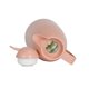 thumbnail image 3 of Jarra Termica 1 Litro Rosa, 3 of 3