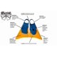 thumbnail image 2 of Aletas Churchill Makapuu Azul/Amarillo Talla ML para Adultos, 2 of 9