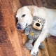 thumbnail image 2 of Juguetes para Perros KONG Wild Knots Bears XL Paquete de 2 Peluches Duraderos, 2 of 8