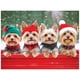 thumbnail image 1 of RoseArt Kodak Premium Rompecabezas Navideño de Yorkie 350 piezas 61 x 46 cm, 1 of 8
