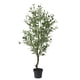 thumbnail image 1 of Olivo 113 Cm, 1 of 3