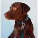 thumbnail image 4 of Correa y collar para perro Pet Life ® Serie Outdoor 'Escapade', 4 of 8