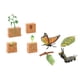 thumbnail image 3 of Conjuntos De Ciclo De Vida, Figuras De Juguete, Mariposas Y Plantas De Frijol, Ciencia Para Niños, 3 of 5