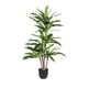 thumbnail image 1 of Dracaena 130cm, 1 of 2