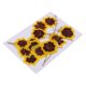thumbnail image 5 of 12x real presionado flores secas gato cara crisantemo diy artesanía decoraciones, 5 of 5