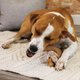 thumbnail image 2 of Juguete de masticar Nylabone estilo Gourmet forma de hueso de ala para perros, grande, 2 of 4