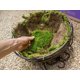 thumbnail image 2 of Musgo en láminas preservado SuperMoss 21508 verde fresco 2.27 kg, 2 of 5