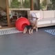 thumbnail image 4 of Casa para Perro - Gato o Mascota Pequeña,, 4 of 4