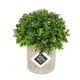 thumbnail image 1 of Planta Artificial Boj Japonico 12*12cm, 1 of 2