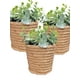 thumbnail image 1 of Plantita Artificial Deco Altura .18 Cm.., 1 of 2