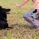 thumbnail image 4 of Bolsa para premios para perros, ideal para entrenar perros pequeños y grandes, ideal para transportar juguetes, croquetas y premios, con dispensador de bolsas para excrementos integrado., 4 of 8