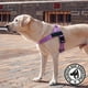 thumbnail image 5 of Arnés para perro Dog Friendly Co extra grande morado, 5 of 8