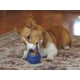 thumbnail image 5 of Pelota de Premios Starmark Everlasting Mediana con Premio, 5 of 6