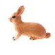 thumbnail image 2 of Simulación Animal Modelo Figuras De Acción Ni?os Juguete Regalo Earthy Yellow Rabbit, 2 of 5