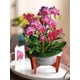 thumbnail image 3 of Tarjetas desplegables de papel recién cortado Orchid Oasis Forever Flower, 3 of 9