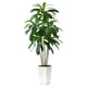 thumbnail image 1 of Árbol de dracaena artificial FSOHOI con maceta alta blanca de 6 pies, 1 of 7