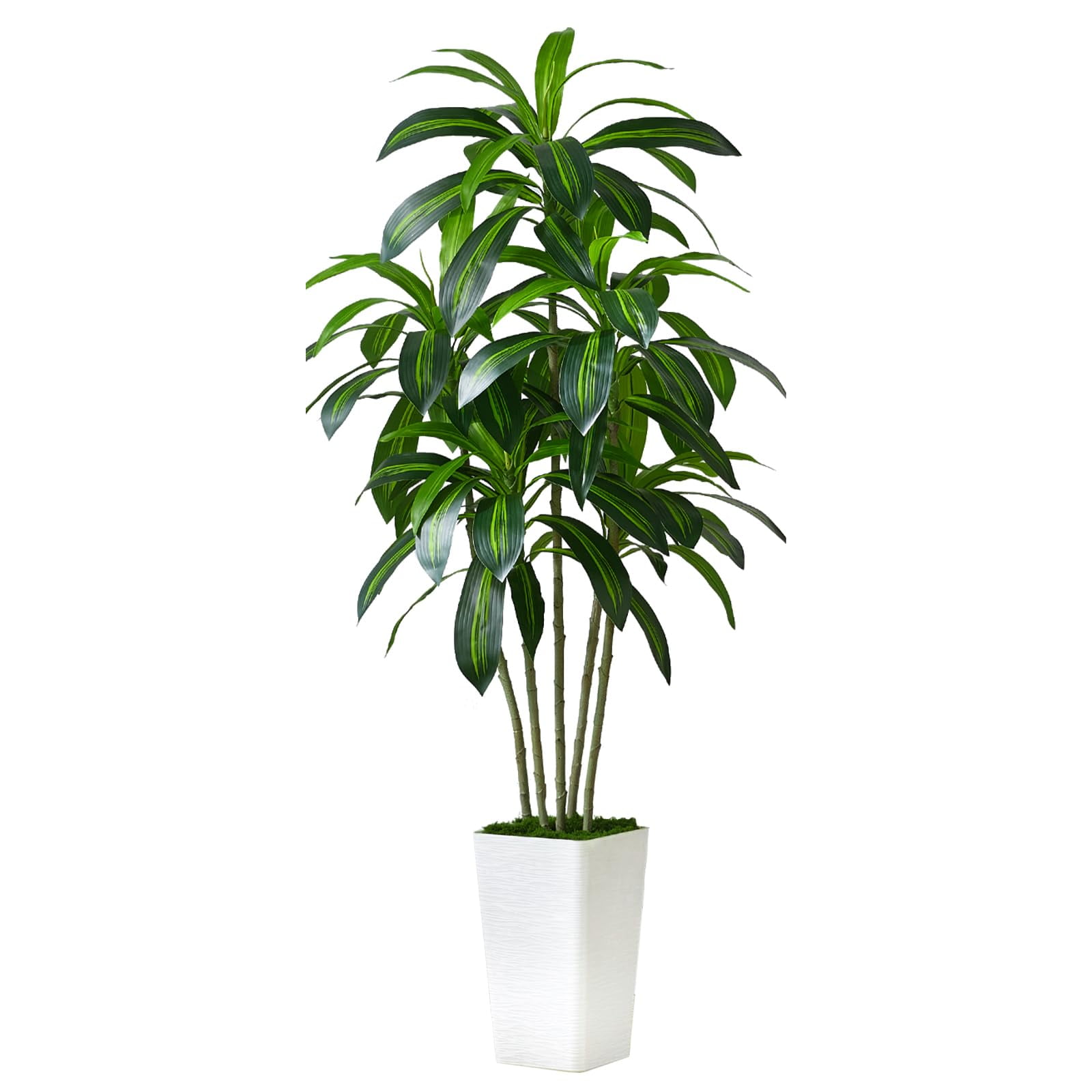 Árbol De Dracaena Artificial Fsohoi Con Maceta Alta Blanca De 6 Pies