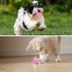 thumbnail image 4 of Pelota de salto LED, pelota de salto LED con forma de gato, pelota de salto LED intermitente para gatos y perros, pelota de salto de color, 4 of 6