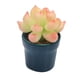 thumbnail image 5 of Simulación De Casa De Muñecas Mini Flor En Maceta Para Muebles De Decoración De Casa De Muñecas 1/12, 5 of 5
