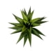 thumbnail image 3 of Agave 75cm Súper Realista, 3 of 3