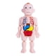 thumbnail image 5 of Modelo De Cuerpo Humano Para Niños, Partes Del Cuerpo, órganos Para Demostración En El Hogar, Preescolar, 5 of 5