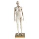 thumbnail image 3 of Modelo De Figura De Anatomía Femenina De 11 Pulgadas Referencia Anatómica Para Artistas - Blanco, 3 of 5