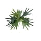 thumbnail image 2 of Cactus Cuerno De Alce (Staghorn) 50cm, 2 of 3