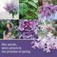 thumbnail image 4 of Spray de ambiente Yankee Candle Lilac Blossoms - Pack de 3, 4 of 5