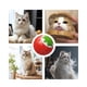 thumbnail image 3 of Juguete Pelota Interactiva Hierva Gatera Para Gatos Mascotas, 3 of 3