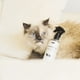 thumbnail image 3 of Pet Fabric Spray Fresh Paws 250ml Spot Essence, 3 of 3