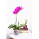 thumbnail image 5 of Maceta para orquídeas rePotme de 4" con ranuras, paquete de 3, transparente, 5 of 9