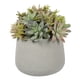 thumbnail image 1 of Suculenta Bonsai de 23 cm, con macetero de cemento, 1 of 1