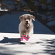 thumbnail image 5 of Zapatos para perros con protección para patas en pavimento caliente, suela antideslizante, botas de verano para perros y gatos con correas reflectantes, 4 unidades, 5 of 5