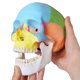 thumbnail image 3 of Modelo de Cráneo Merinden a Tamaño Real de 3 Partes - Anatomía, 3 of 8