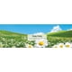 thumbnail image 5 of Ambientador LITTLE TREES Daisy Fields para hogar/coche, paquete de 6, 5 of 5