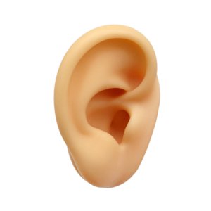Ioensy - Modelo De Oreja De Silicona Reutilizable Para Exhibición De Aretes Y Venta De Fotos Oreja Izquierda