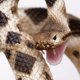 thumbnail image 4 of Figura de reptil Safari Ltd. 102 cm Cascabel de diamante, 4 of 5