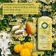 thumbnail image 4 of Acondicionador Herbal Essences Shine Manzanilla, 400 ml, 4 of 6