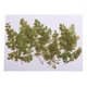 thumbnail image 2 of 10 Unids Hermosas Flores Secas Prensadas Adiantum Para Art Craft Scrapbooking, 2 of 3